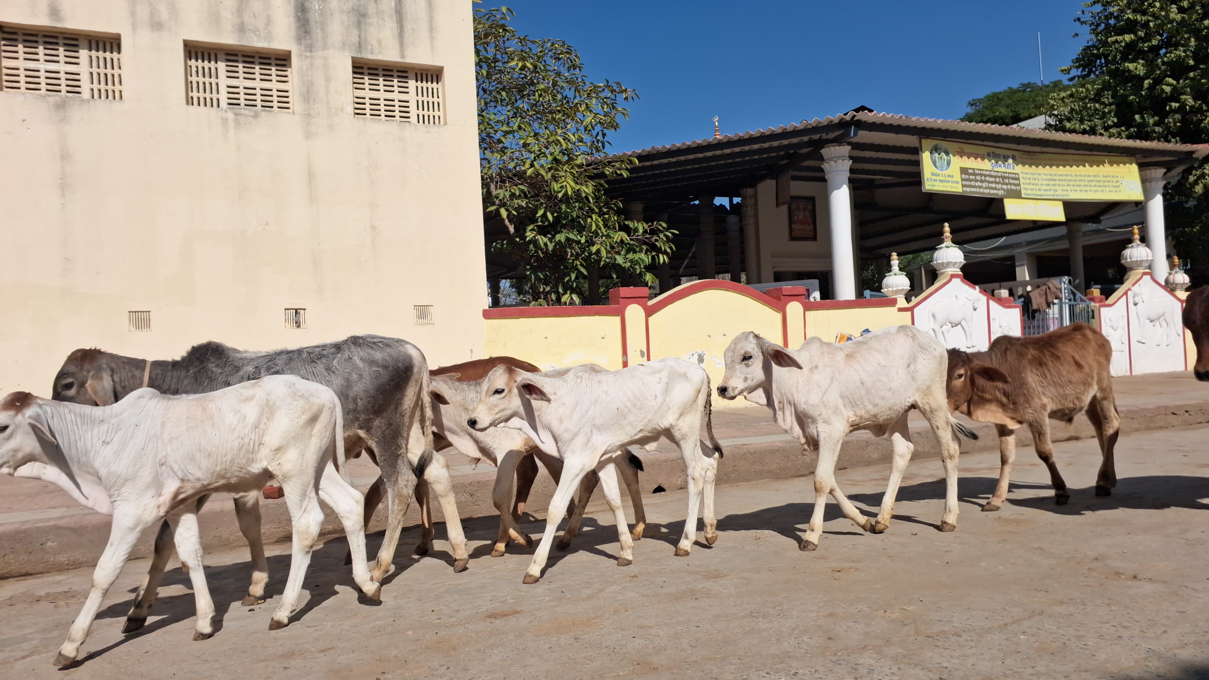 गौशाला में 4 नस्ल की गायें