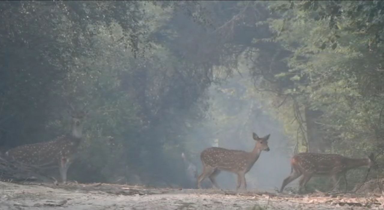 बोमा तकनीक से पकड़ गए चीतल