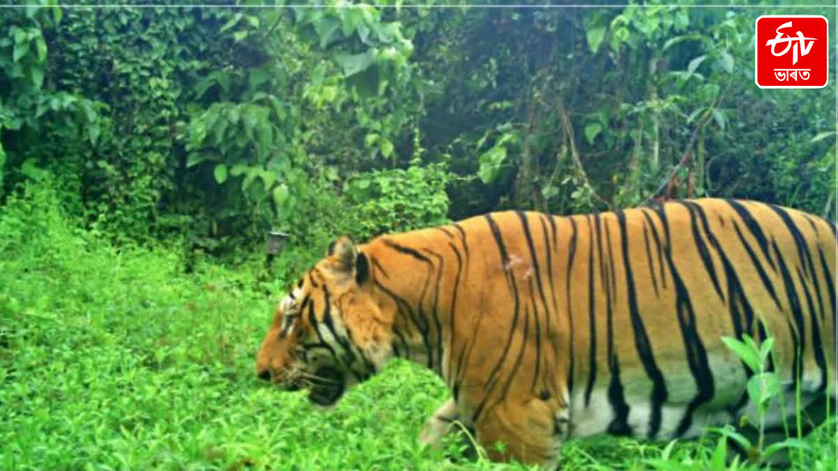 Golaghat Tiger Terror