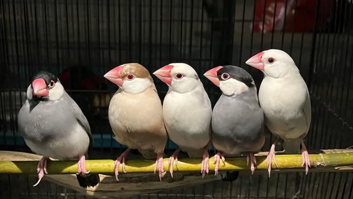 Assam State Zoo new member