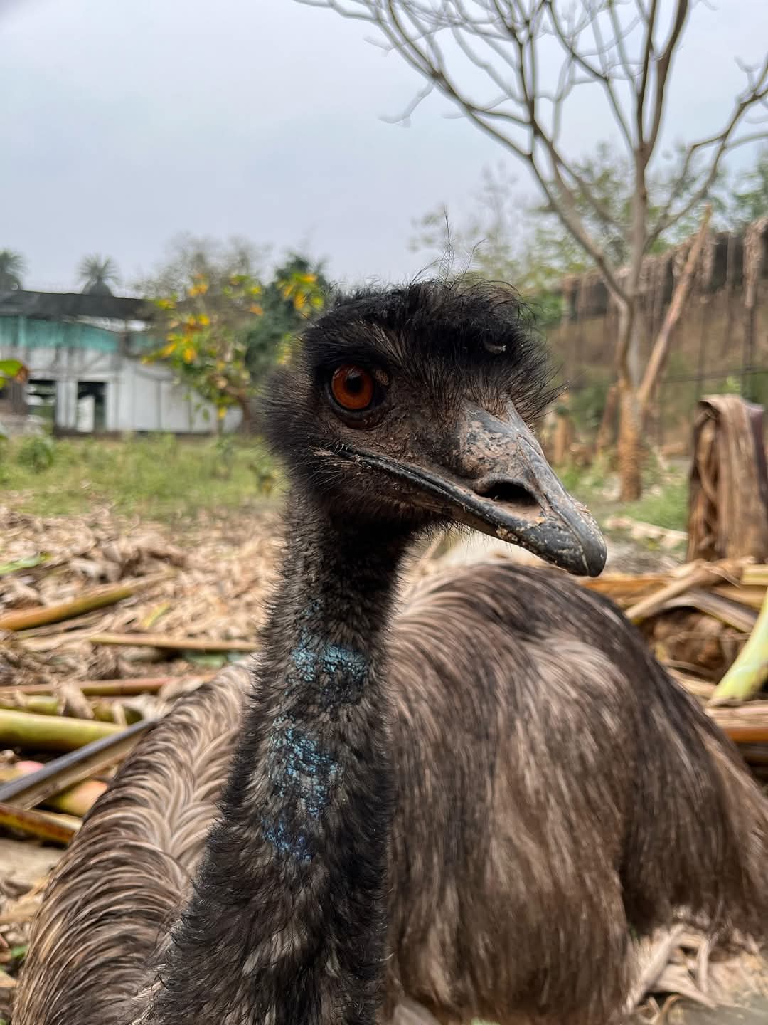 Assam State Zoo new member