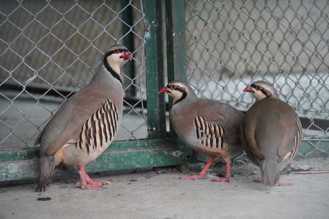 Assam State Zoo new member