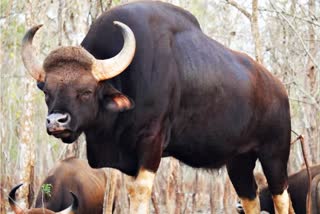 Bisons birth in bandhavgarh