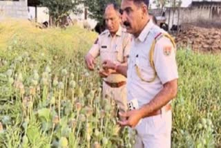 पुलिस ने जब्त किए 2100 पौधे