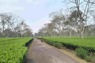 Assam's Tea Gardens Not Only Grow Leaves But Also Nurture Thousands of Lives Asia's Largest Tea Garden In Assam Is Home To Over 10,000 Souls