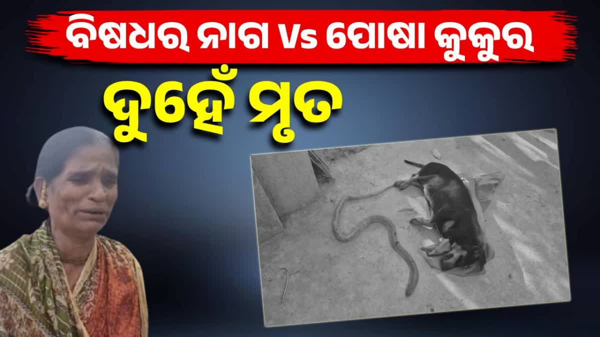 Pet Dog Sacrifices Life Fighting Cobra to protect owner family in Bhubaneswar