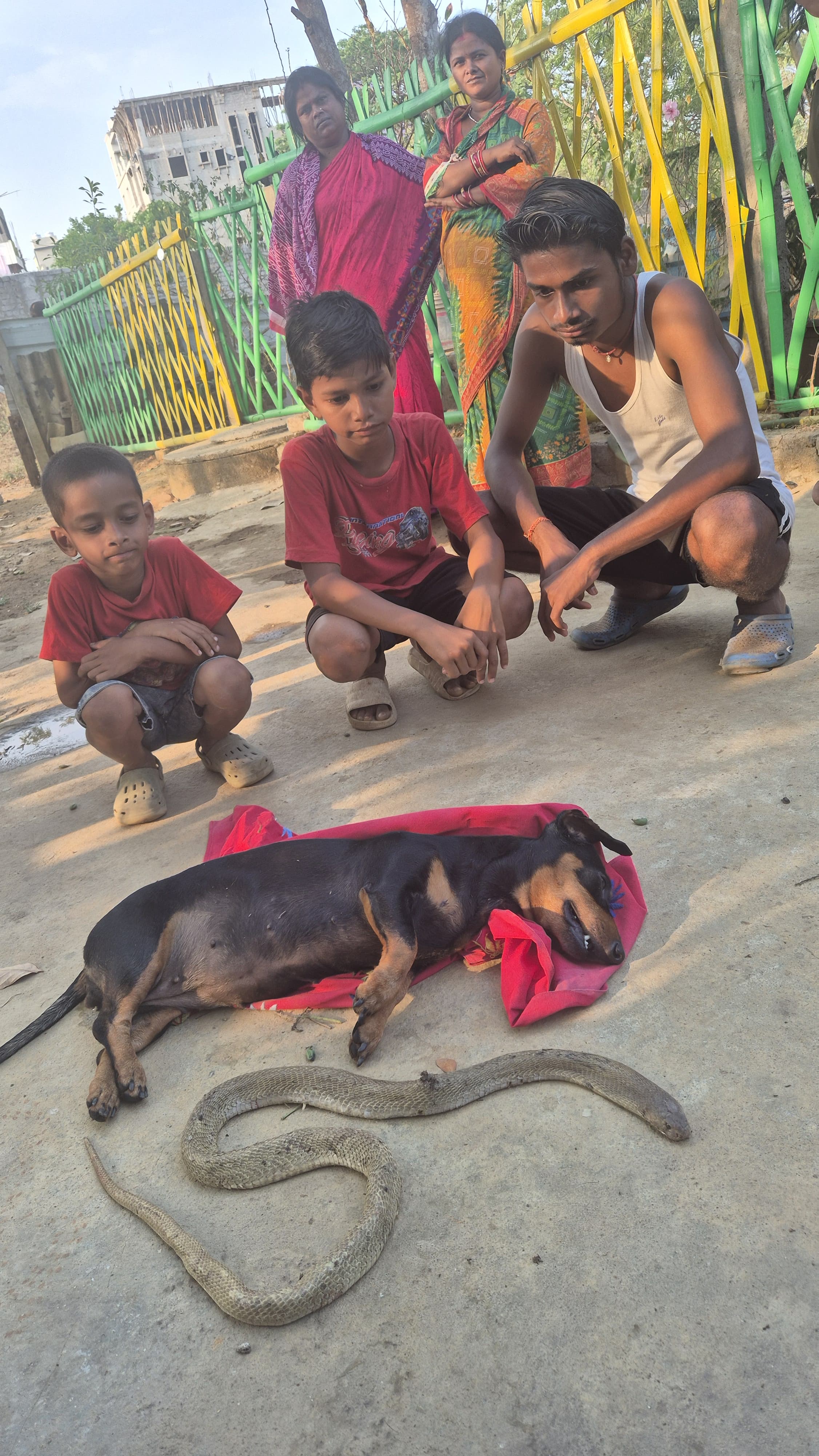 Dog and Snake Fight