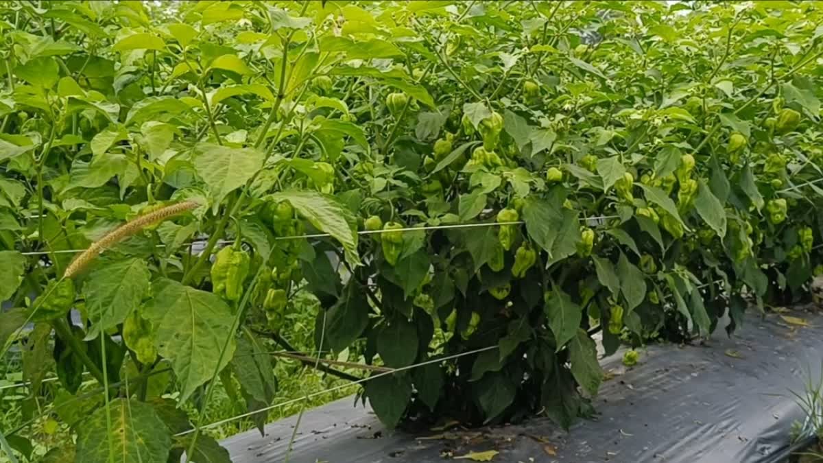 self reliant with agriculture