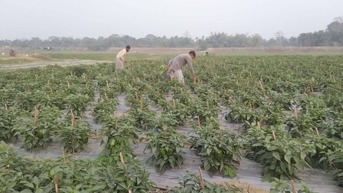 WATERMELON CULTIVATION