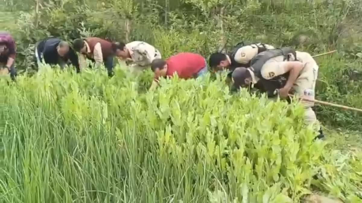 jk Budgam Police Destroy Illicit Poppy Cultivation on Two Marla of Land in Khansahib Area