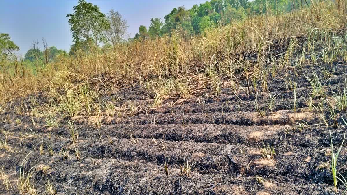 FIRE BROKE OUT IN SUGARCANE FIELD