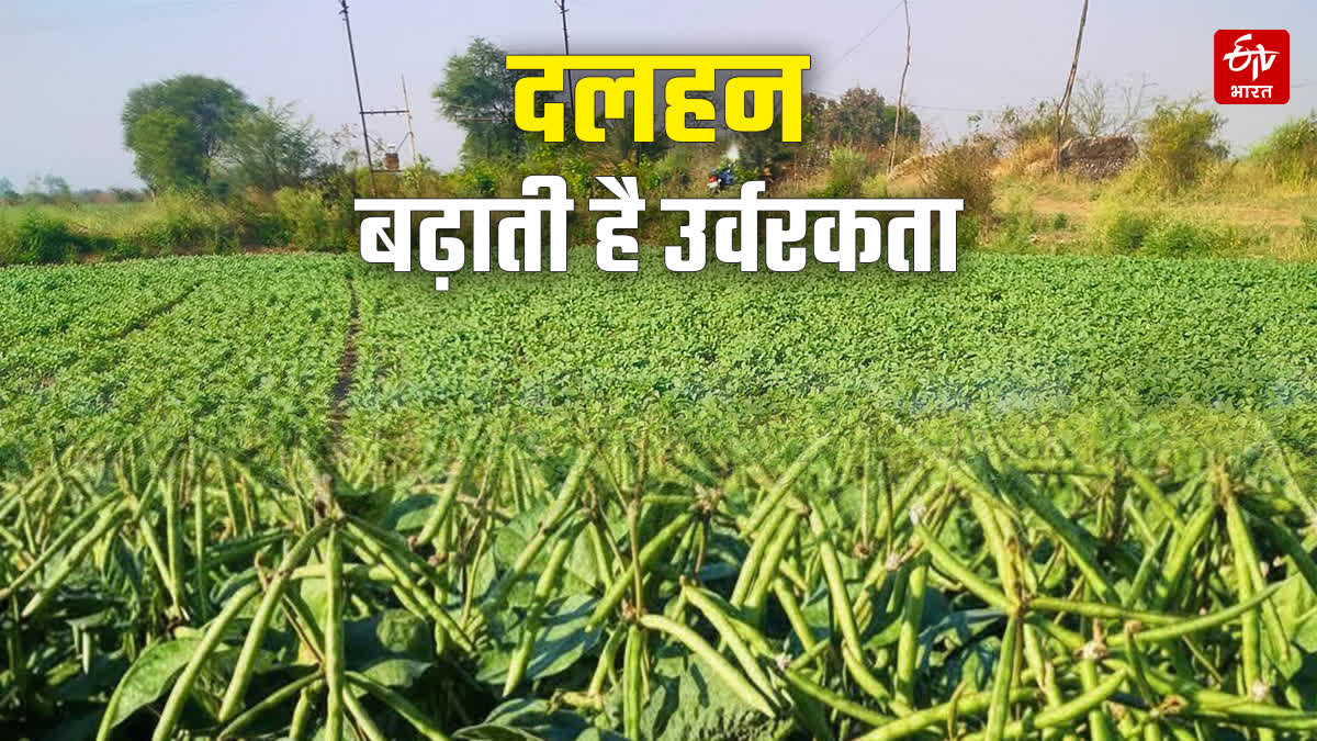 PULSES CROPS ENHANCE SOIL FERTILITY