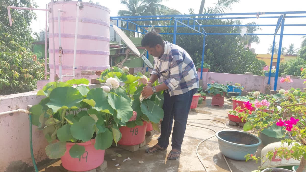 Blooms Of Hope: How Bhubaneswar’s Chandan Samantray Built His Rooftop Lotus Paradise With 90 Varieties