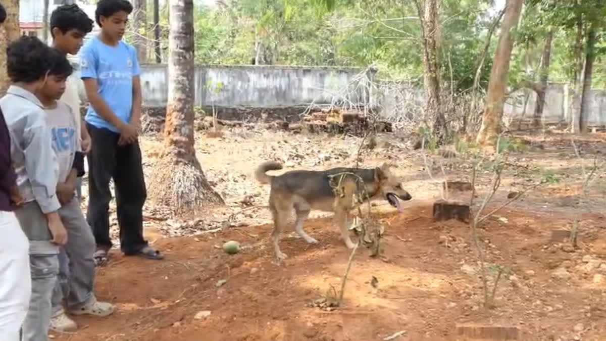 Stray Dog Guards Woman’s Grave In Malappuram, Loyalty Moves Entire Village