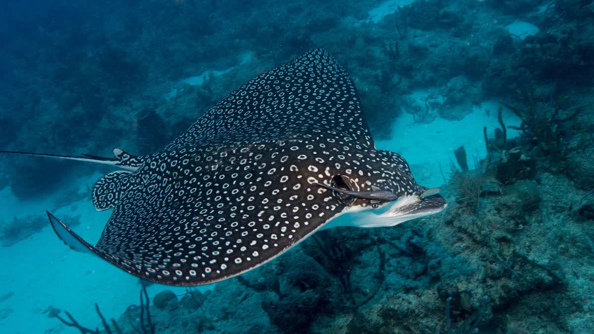 From Camouflage to Conspicuous: The Evolutionary Journey of Eyespots