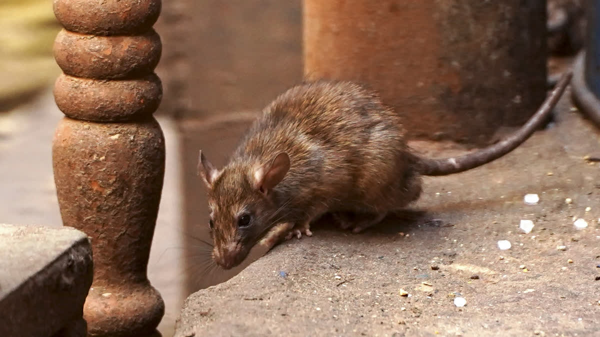 SC Stunned As Seized Cash 'Destroyed By Rodents' Cash