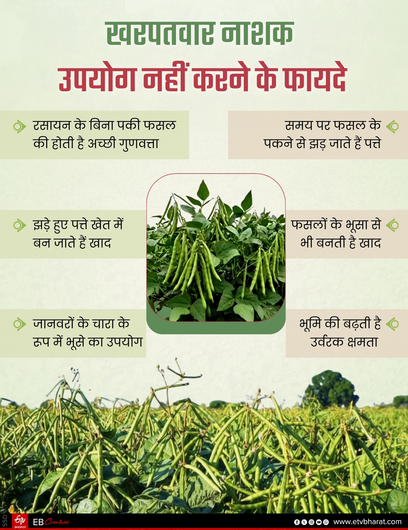 SUMMER CROPS FARMING