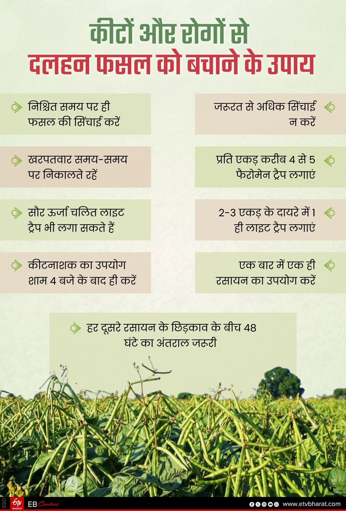 PULSES FARMING