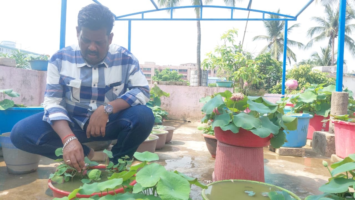 Blooms Of Hope: How Bhubaneswar’s Chandan Samantray Built His Rooftop Lotus Paradise With 90 Varieties