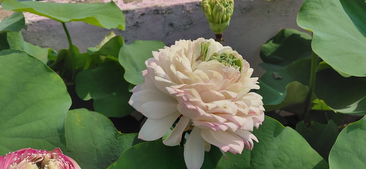 Blooms Of Hope: How Bhubaneswar’s Chandan Samantray Built His Rooftop Lotus Paradise With 90 Varieties