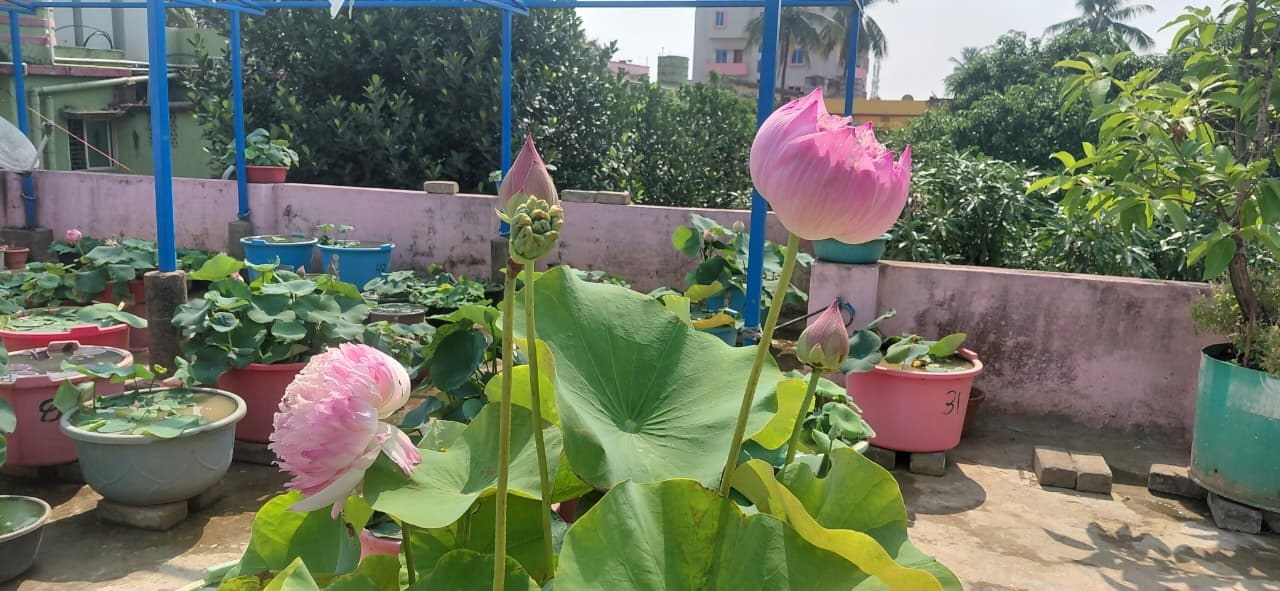 Blooms Of Hope: How Bhubaneswar’s Chandan Samantray Built His Rooftop Lotus Paradise With 90 Varieties
