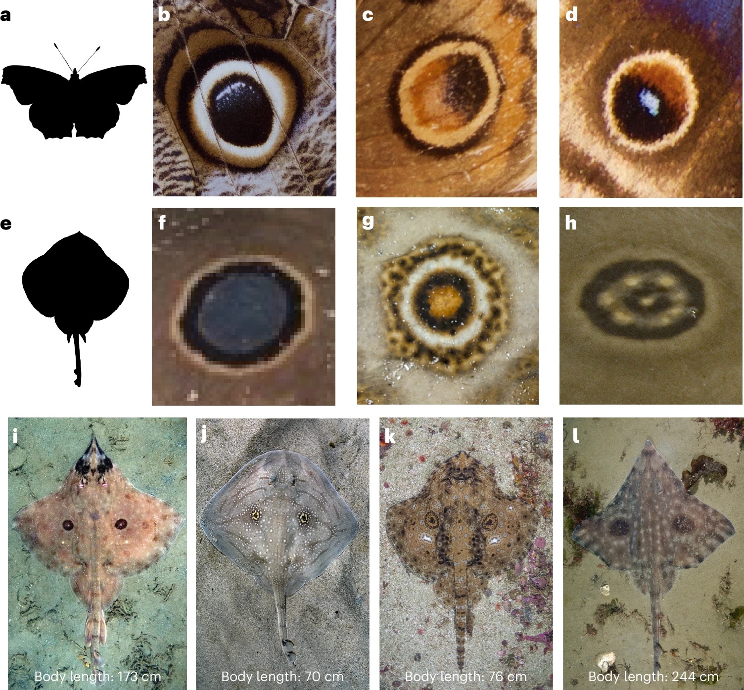 Conspicuous markings in skates and rays.