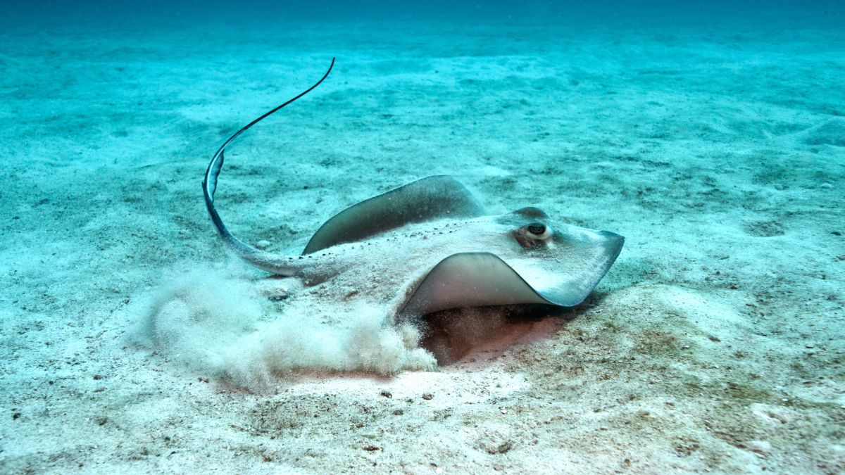 Eyespots Appear in Shallow-Water Rays but Vanish in the Deep Sea