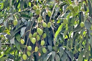 muzaffarpur Shahi Litchi