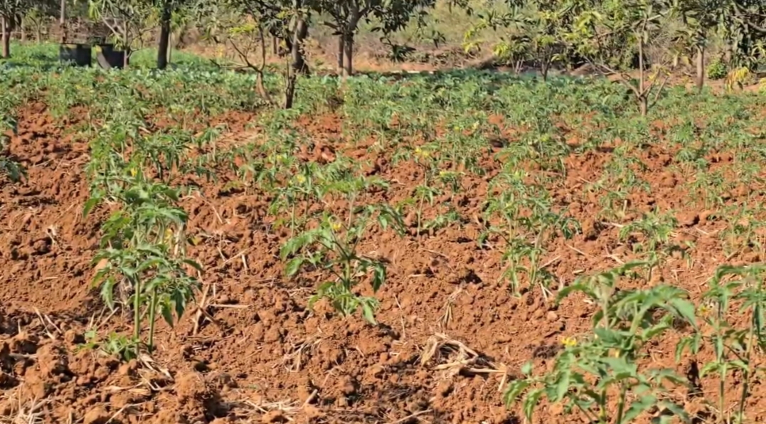 Tradition of Organic Farming