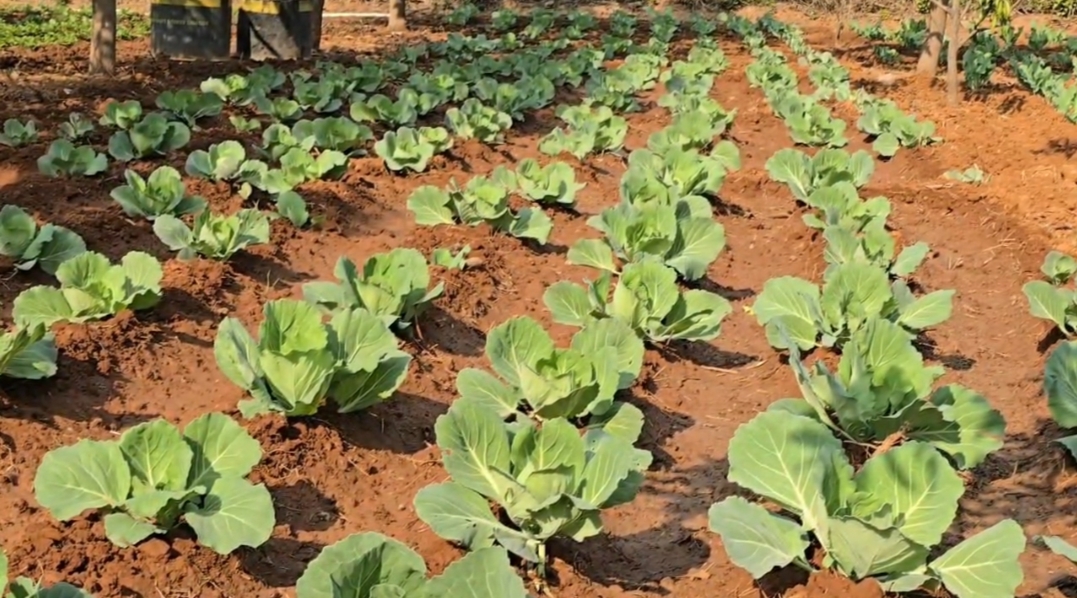 Organic Farming