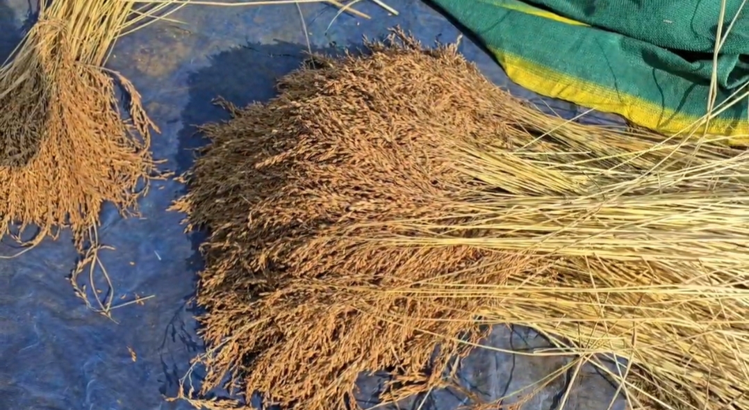 Tradition of Organic Farming