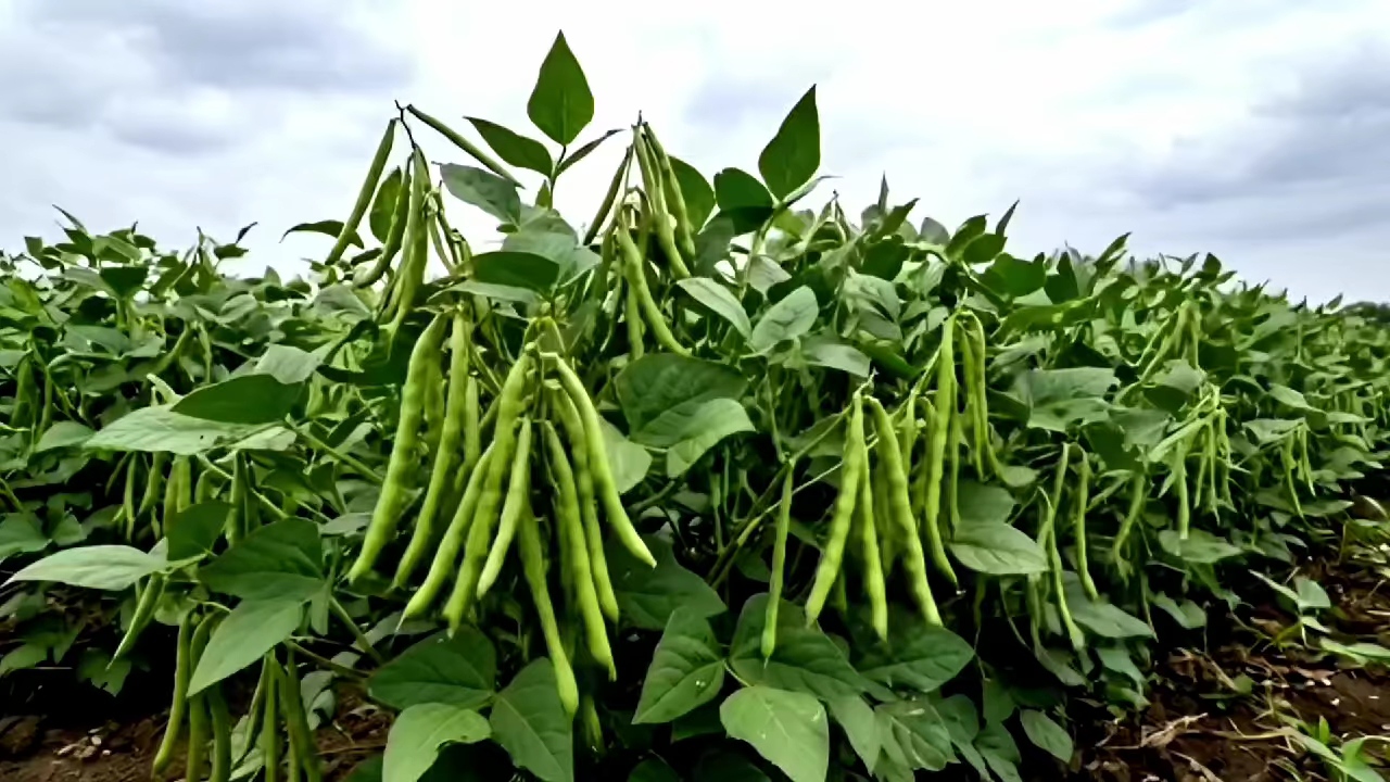 CROPS PESTS DISEASES PROTECTION
