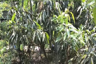 Rataul: The Baghpat Mango That Led To Indo-Pak Standoff