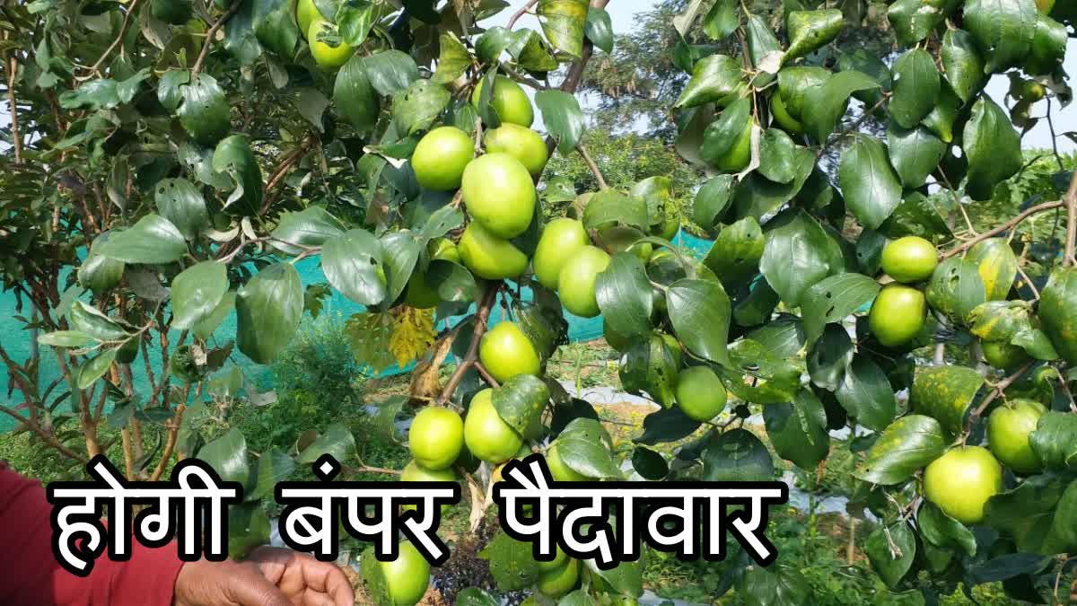 Plum guava yield increase summer