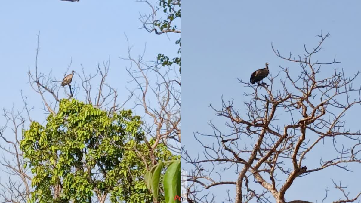 785 vultures found in panna