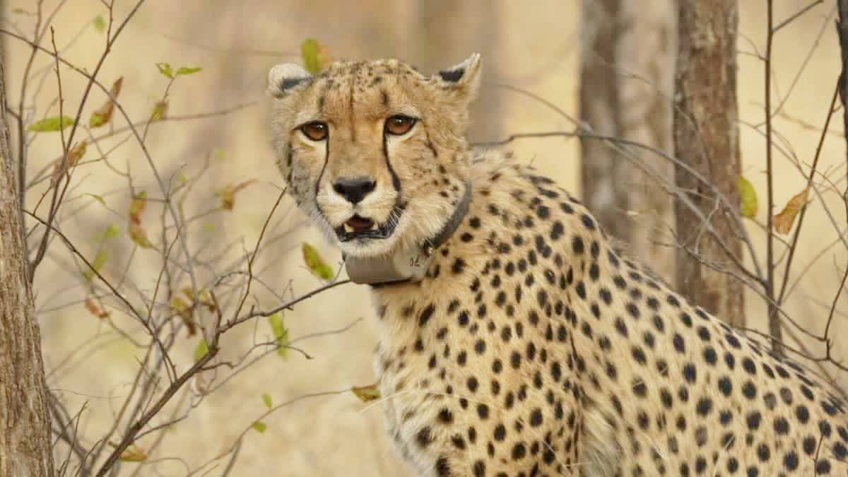 KUNO 2 CHEETAHS RACE VILLAGE