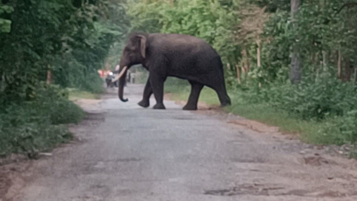 TUSKER ATTACK IN BARNAWAPARA