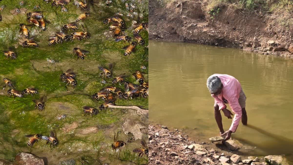 PANNA BEES DRINKING WATER