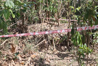 Missing Tigress Raises Concern After Two Tigers Found Dead In Haridwar Forest