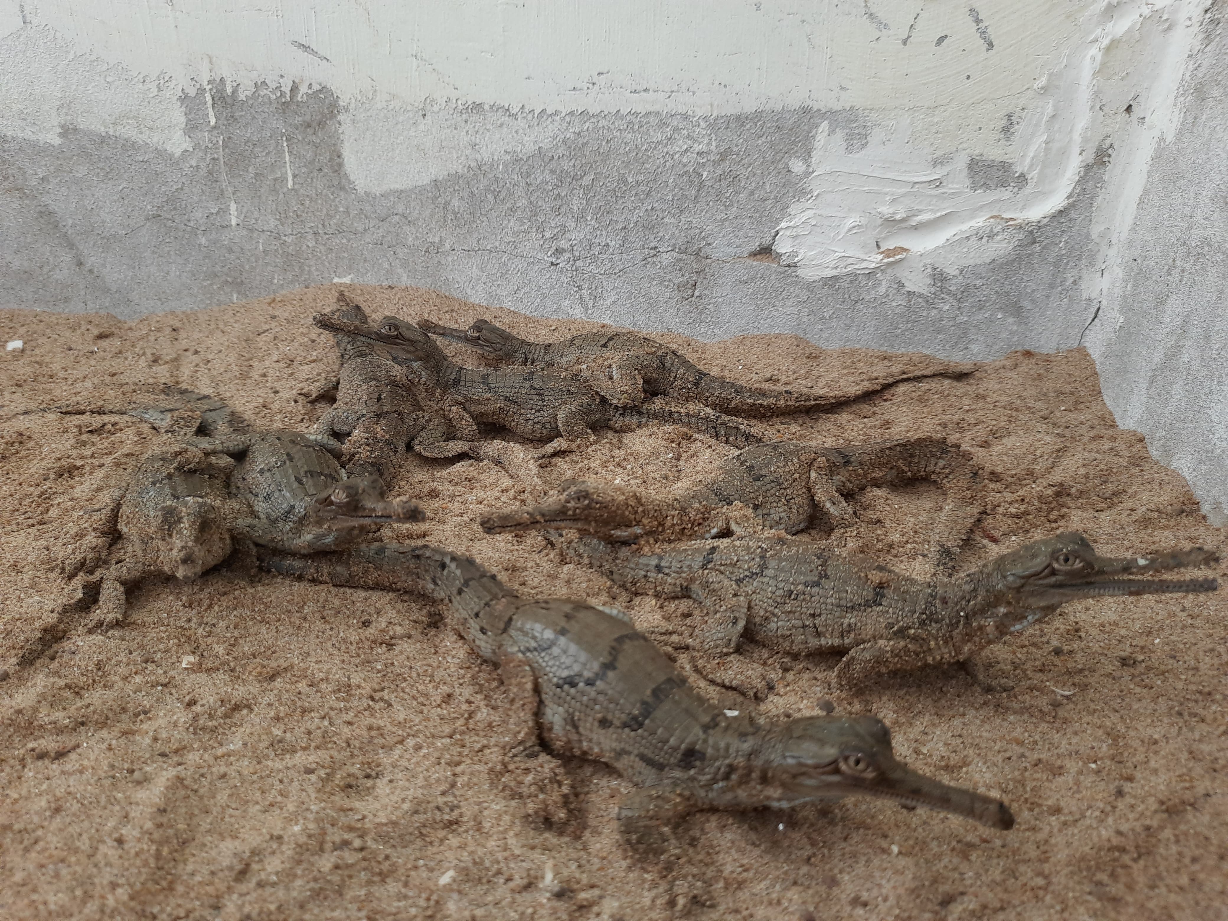 Deori Gharial Eco Center
