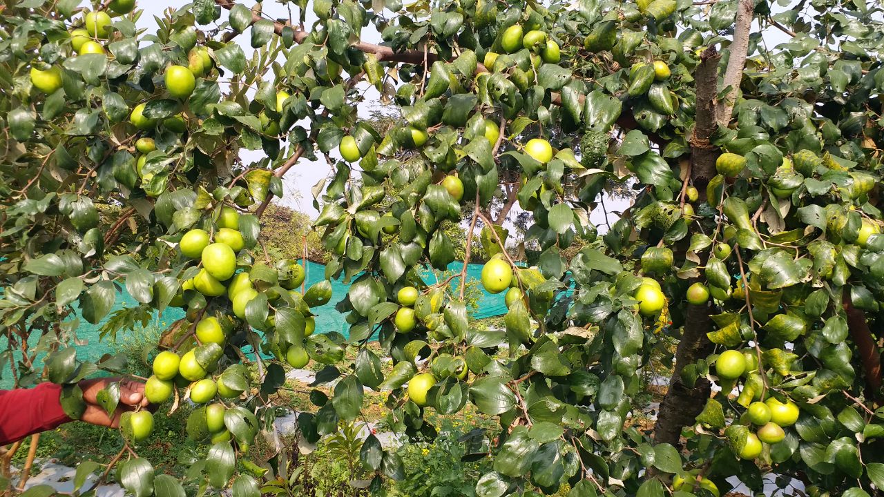 Plum guava yield increase summer