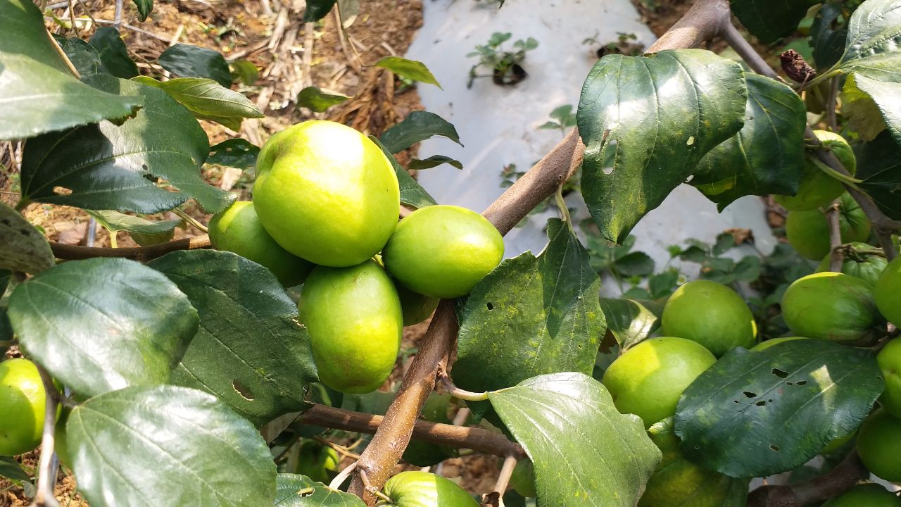 Plum guava yield increase summer