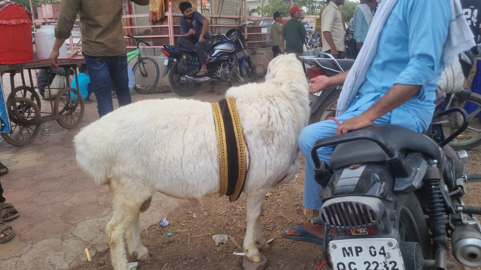 Sheep and goat price hike