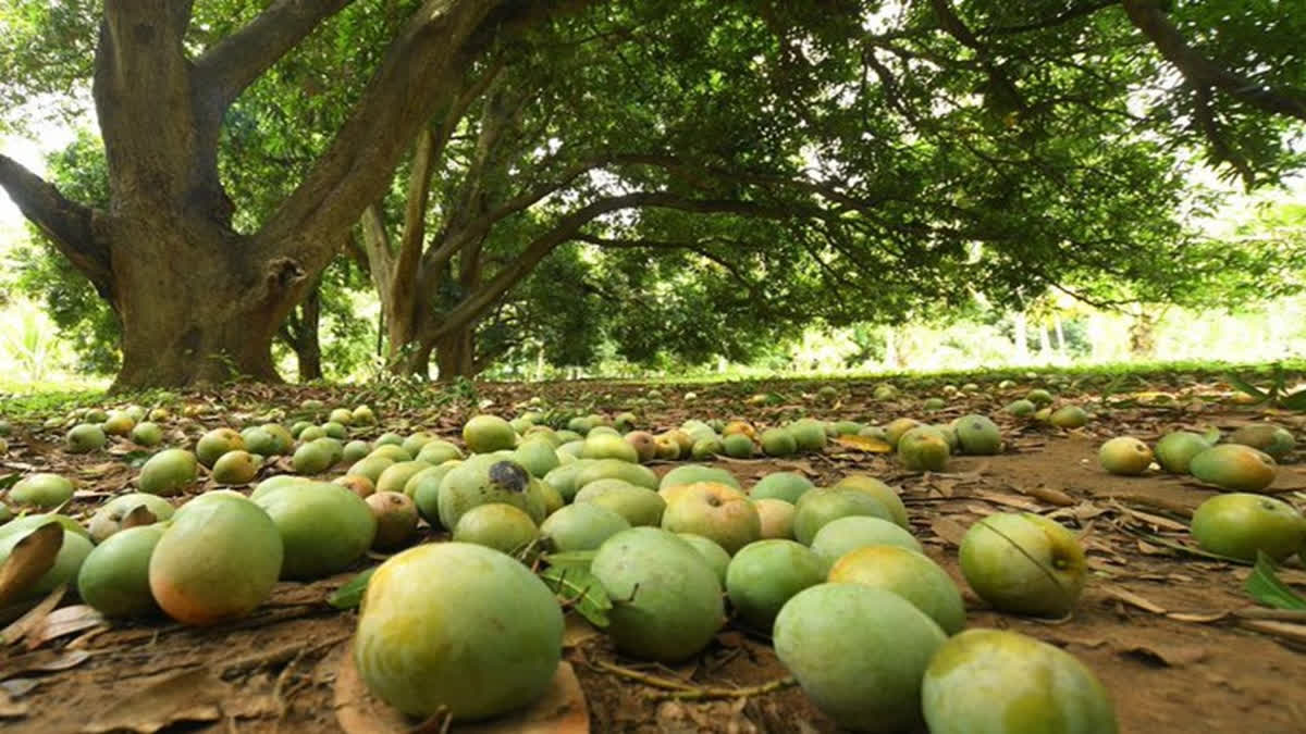 CM Stalin Writes To PM Modi Seeking Compensation For Mango Farmers In Tamil Nadu