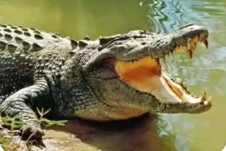 CROCODILE ATTACK IN BAGAHA