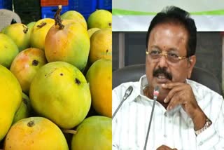 ಮಾವುಗೆ ಮಾರುಕಟ್ಟೆ ಮಧ್ಯಪ್ರವೇಶ ದರ ನಿಗದಿ, ಸಚಿವ ಚಲುವರಾಯಸ್ವಾಮಿ, Bengaluru, Mango Farmers, Minister chaluvarayaswamy, mango mis rate