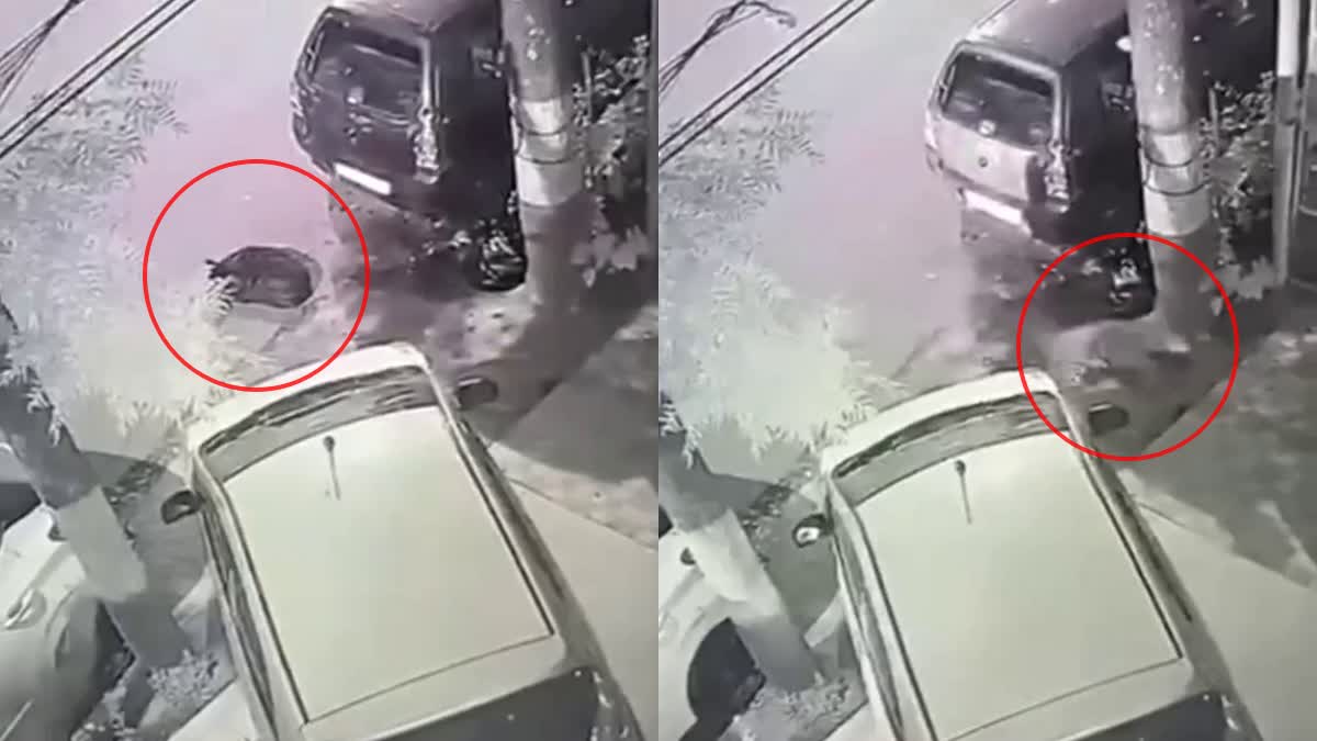 SHIMLA LEOPARD ATTACK VIDEO