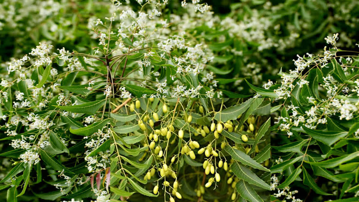 BENEFITS OF NEEM LEAVES