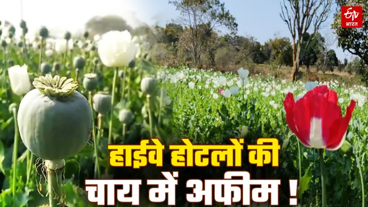 OPIUM IN JHARKHAND