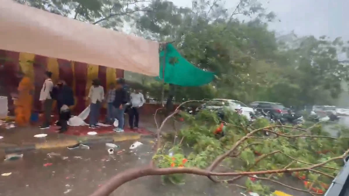 Tree fell outside Sawai Mansingh Medical College